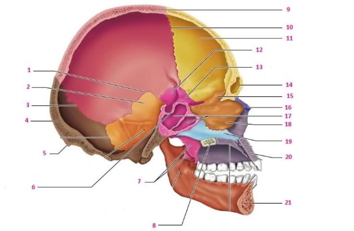 Midsagittal medial situ