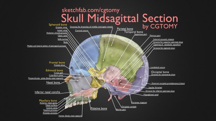 Midsagittal view of the skull