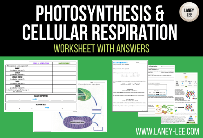 Cellular reproduction worksheet answer key