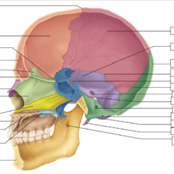 Netter cranium midsagittal diagrams medical b6