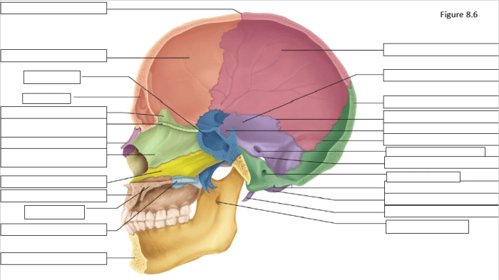 Netter cranium midsagittal diagrams medical b6