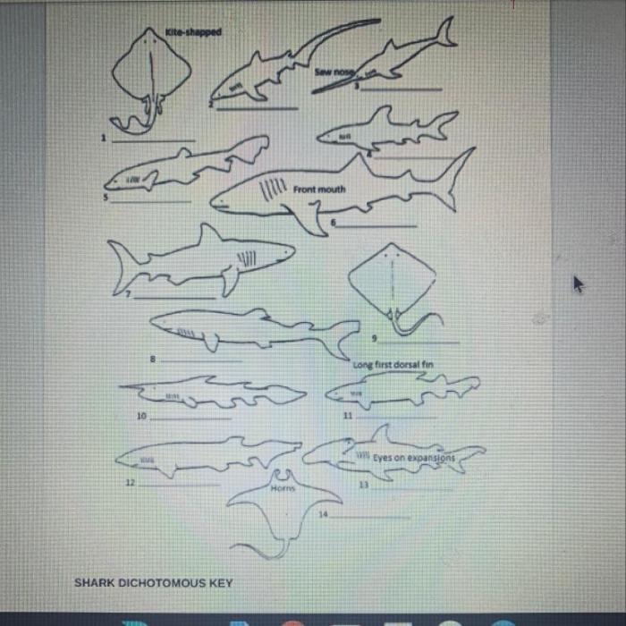 Dichotomous key for sharks answers