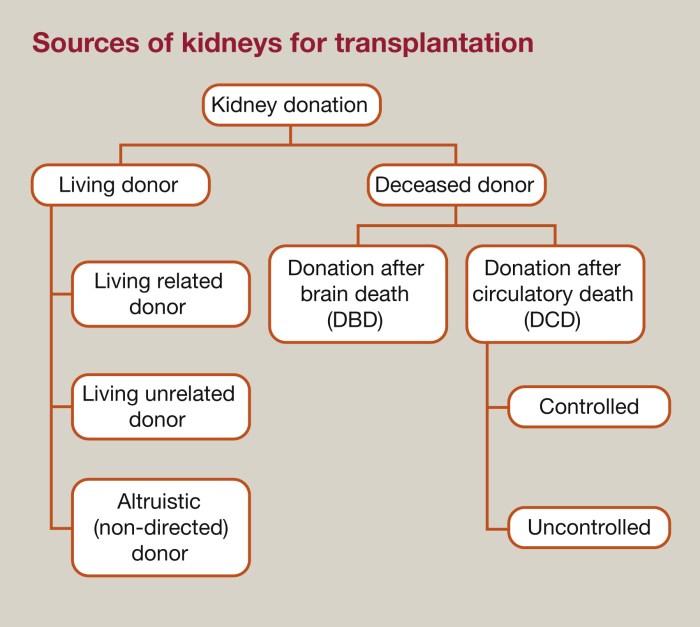 May defend against a kidney transplant