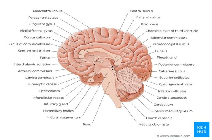 Midsagittal skull label bones solved transcribed problem text been show bone