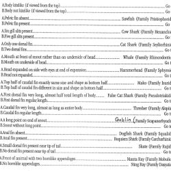 Dichotomous key for sharks answers