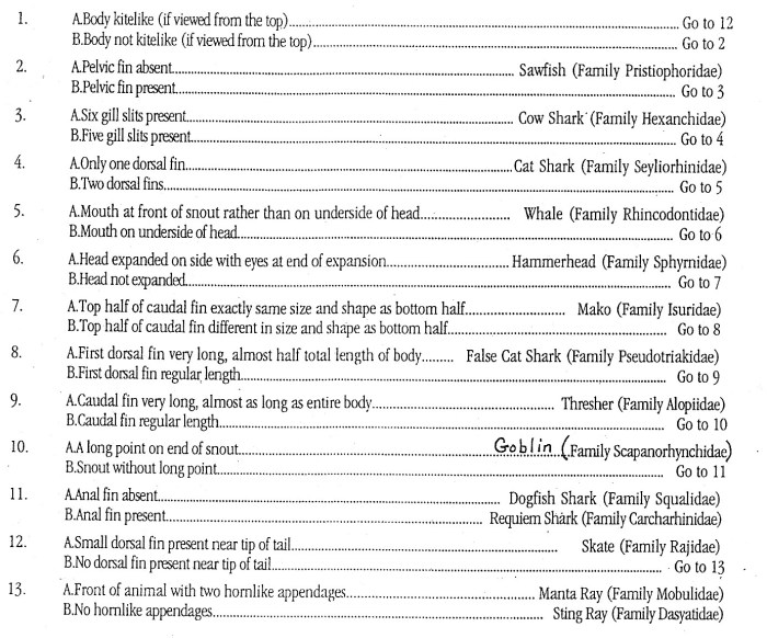 Dichotomous key for sharks answers