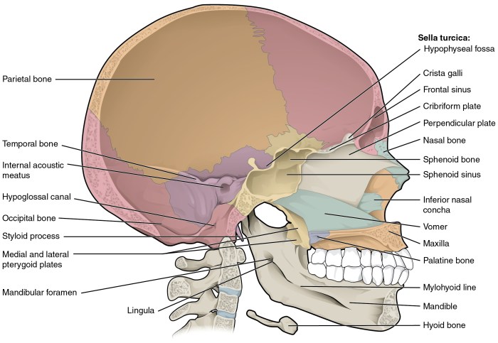 Midsagittal netter labeled