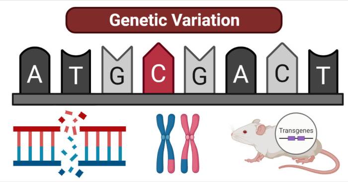 Genetic mutations produce variation quick check